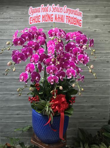 Hoa Lan Khai Trương 00073
